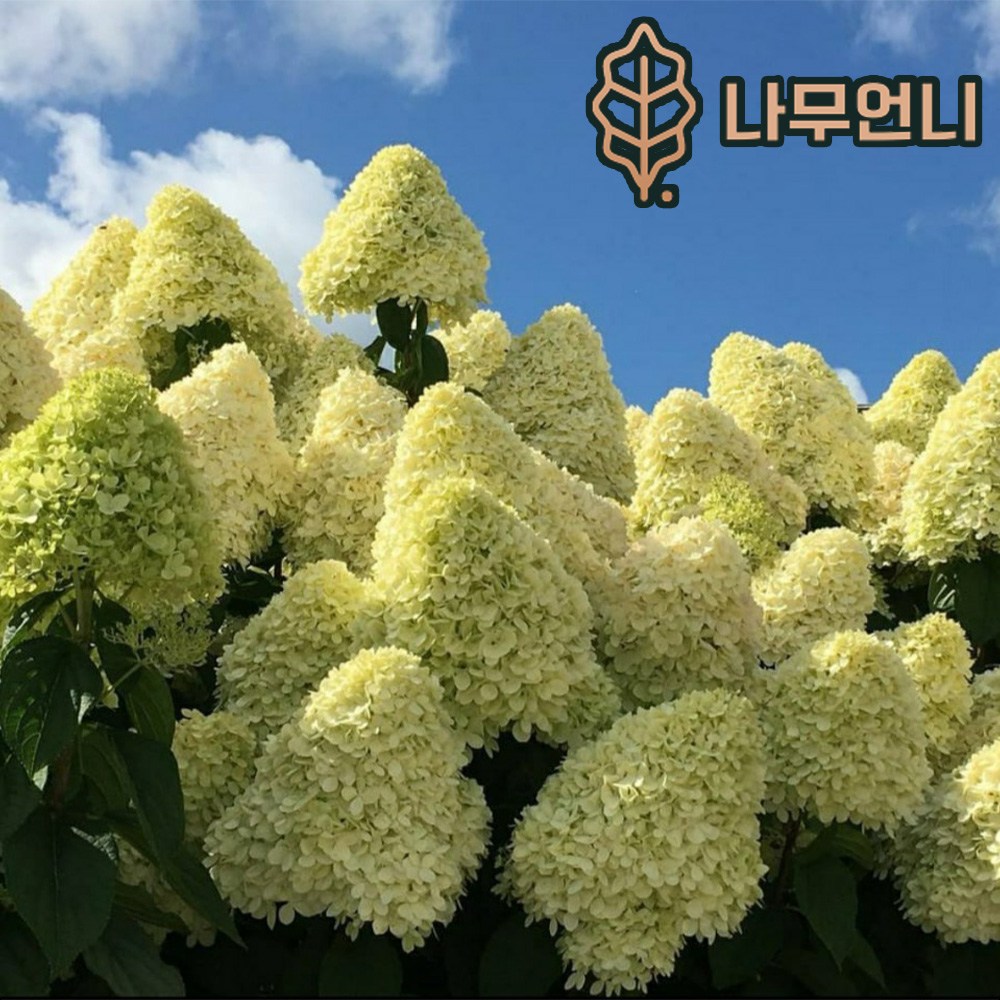 목수국나무 라임라이트 4치포트 개화주 묘목 나무언니 35,000원