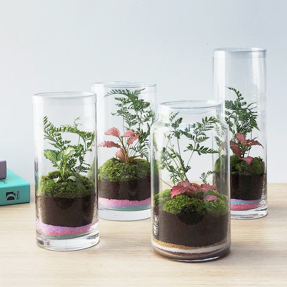 잎새몰 이끼 키우기 테라리움 원예 수업 DIY 키트 만들기 (사은품: 핀셋20~30cm) 12,900원