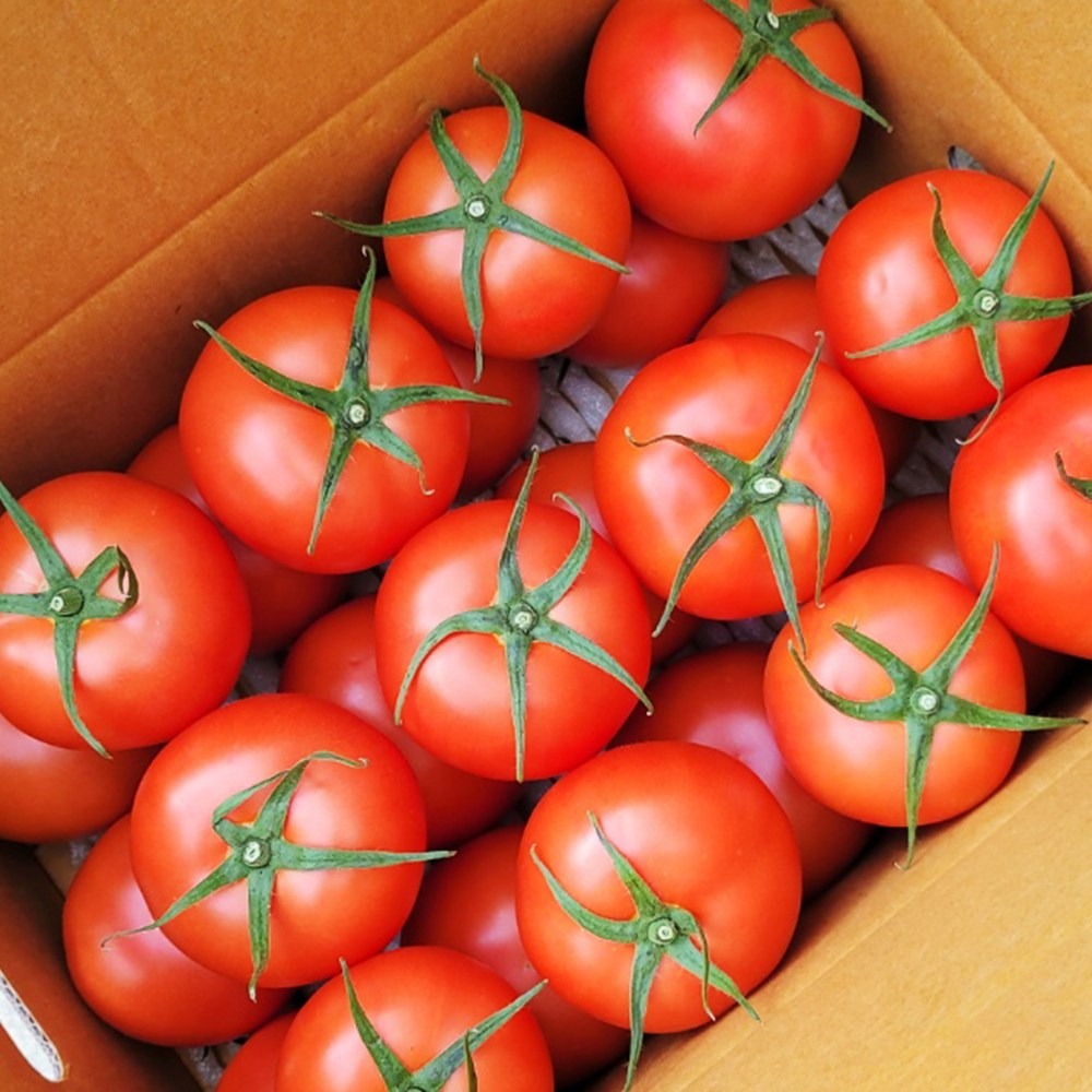 새빛농장 토마토 완숙 찰 2.5kg, 5kg, 못난이 주스용, 1개, 완숙토마토_5kg_주스용 21,000원