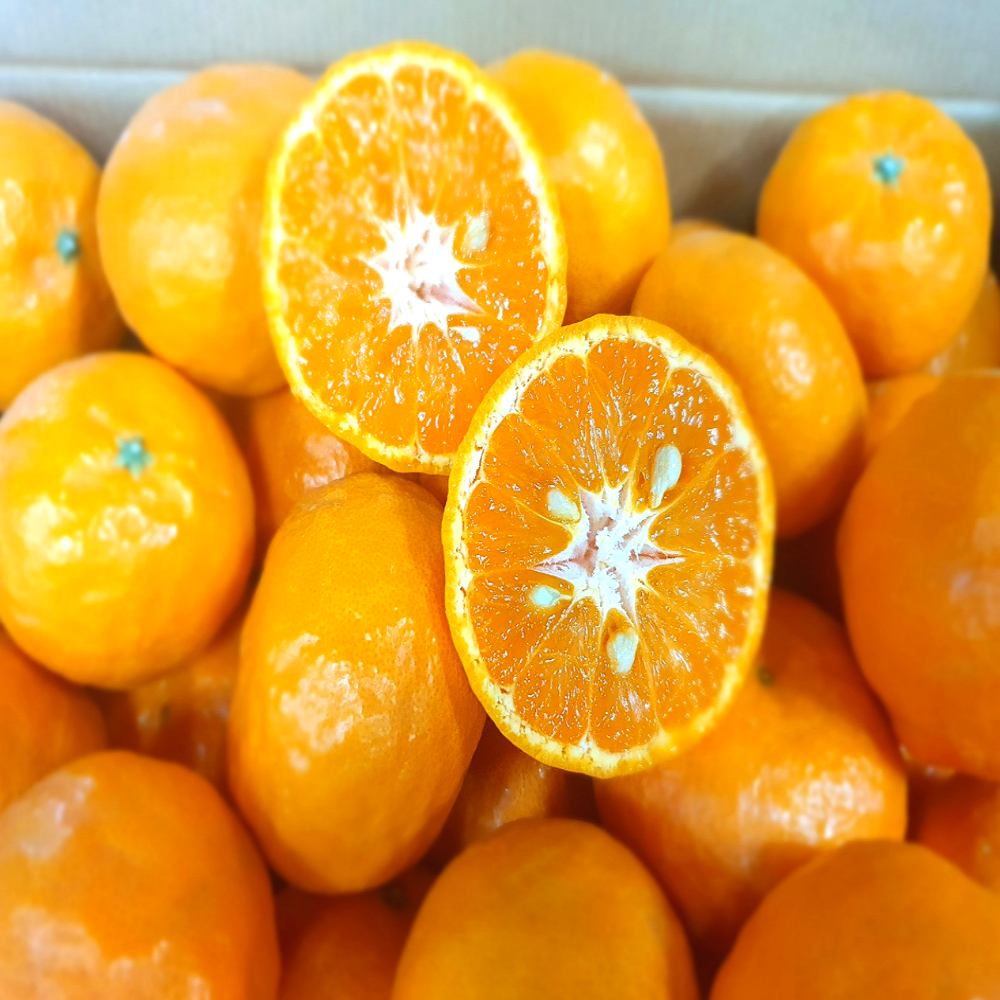 더준마켓 15brix 당도보장 당일 농장직송 카라향 천혜향 100,000원