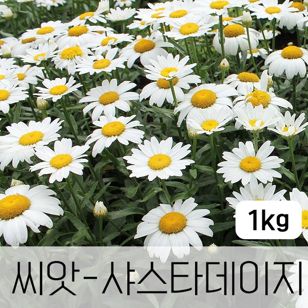 조이가든센터 야생화씨앗_샤스타데이지 - 1kg, 1개 51,010원