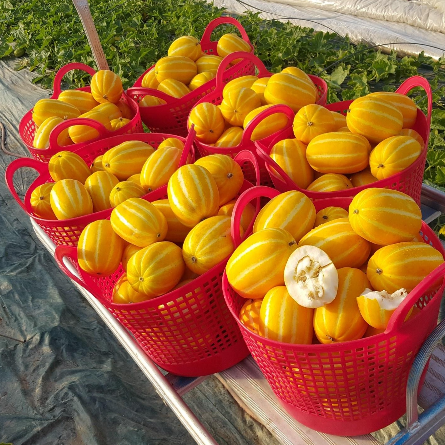 성주산지직송!! 아삭달콤한/ 성주 꿀 참외 가정용3kg 27,900원