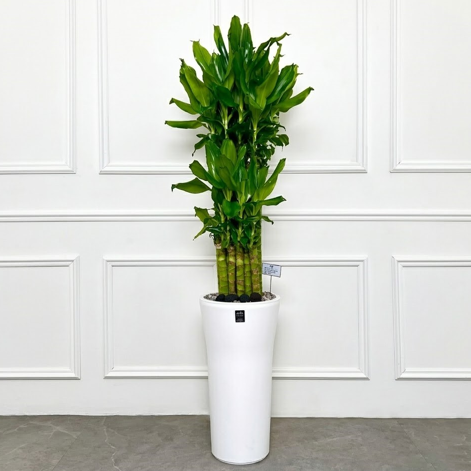 에코플랜트(서랍형받침증정+리본+당일배송) 금전수 개업 사무실 이전 병원 개원 식당 개업식 축하 화분, 11. 재물운 황금죽, 1개 93,500원