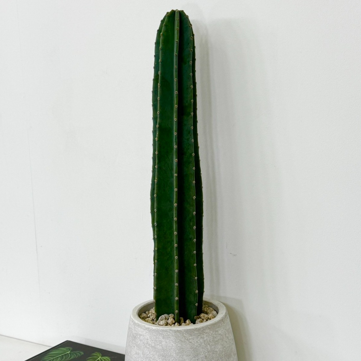 귀면각 선인장 80m 대형선인장 다육식물 키우기 전자파 차단 대성식물, 1개, 80cm 29,900원