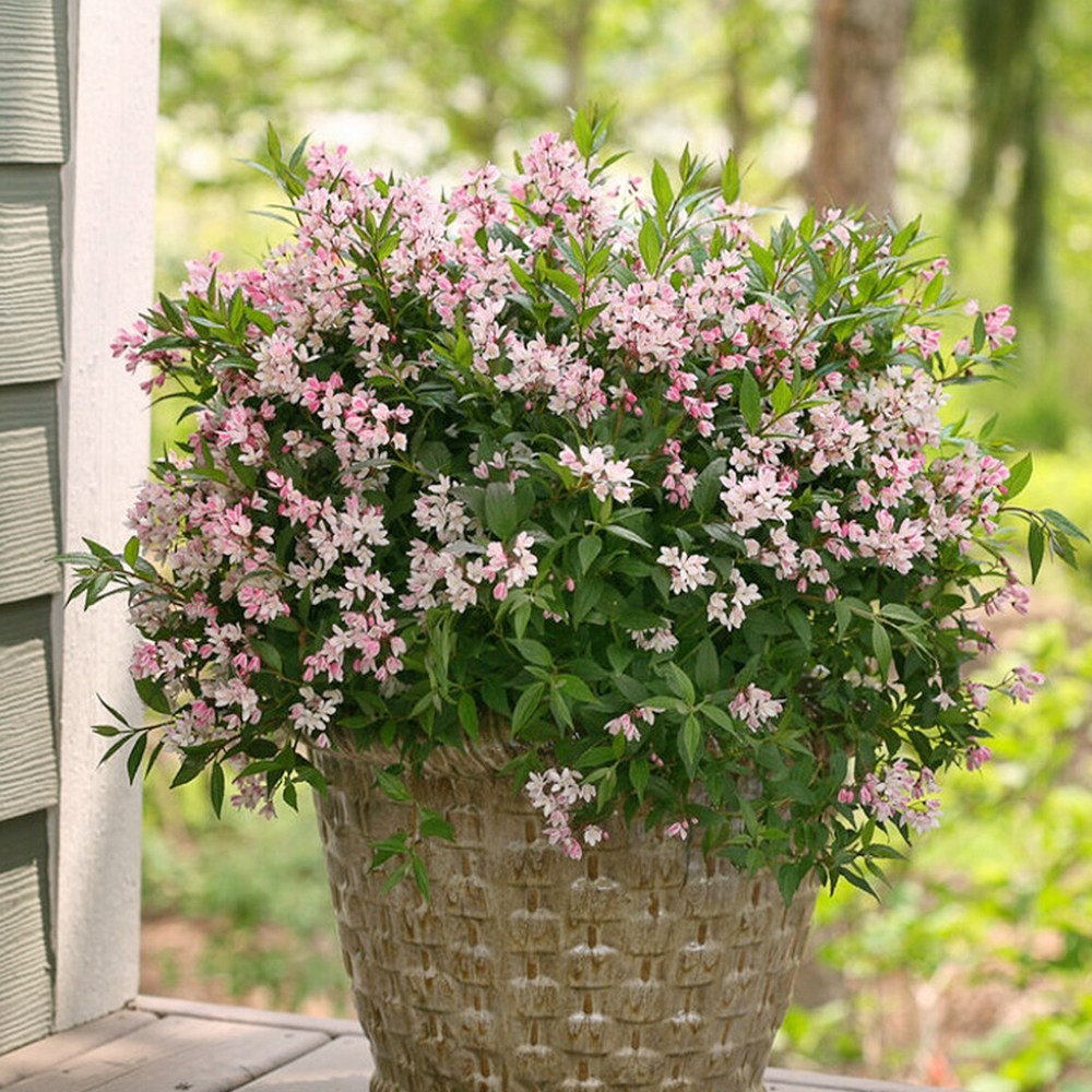 말발도리나무 -분홍말발도리 (유키체리블라썸) 5치화분, 분홍색, 1개 9,990원