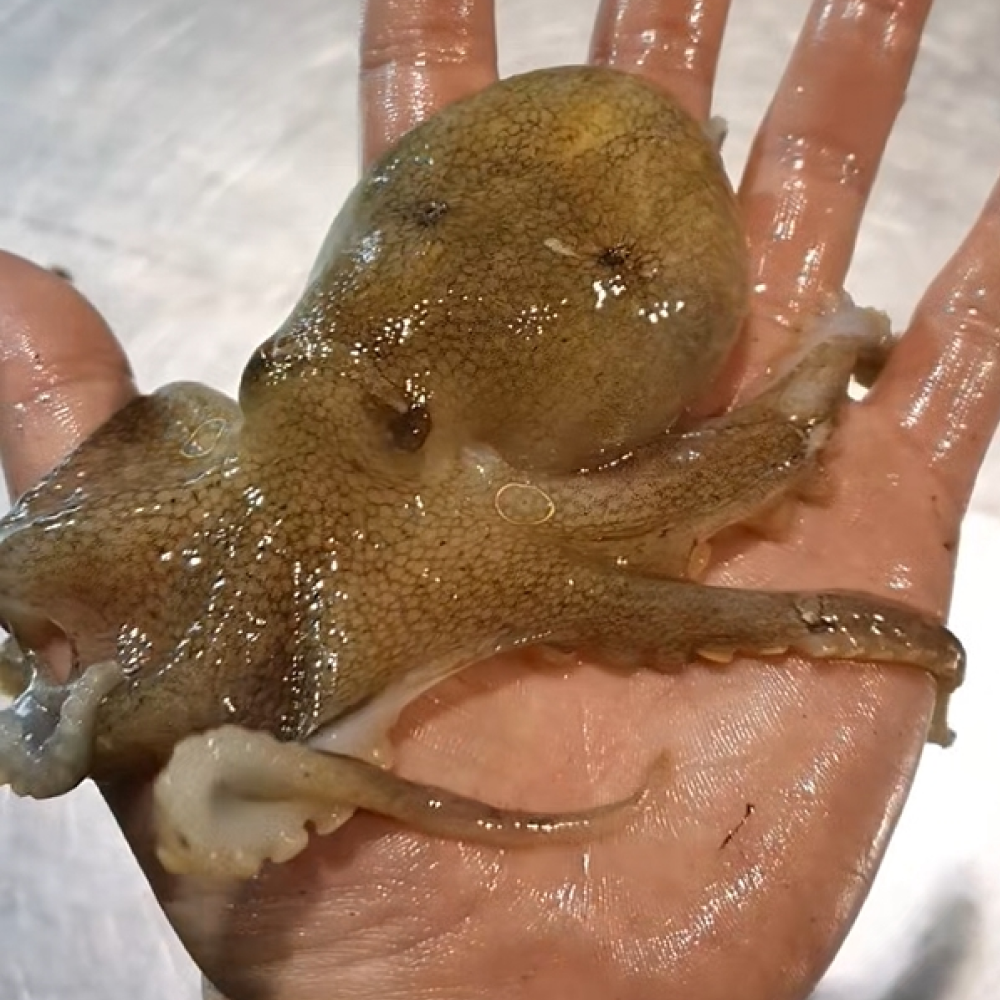 삼시세끼연구소 서해안 국산 쭈꾸미 활쭈꾸미 주꾸미 생물 생쭈꾸미 산지직송 1키로 2kg 알배기 알쭈꾸미 사전예약 49,890원