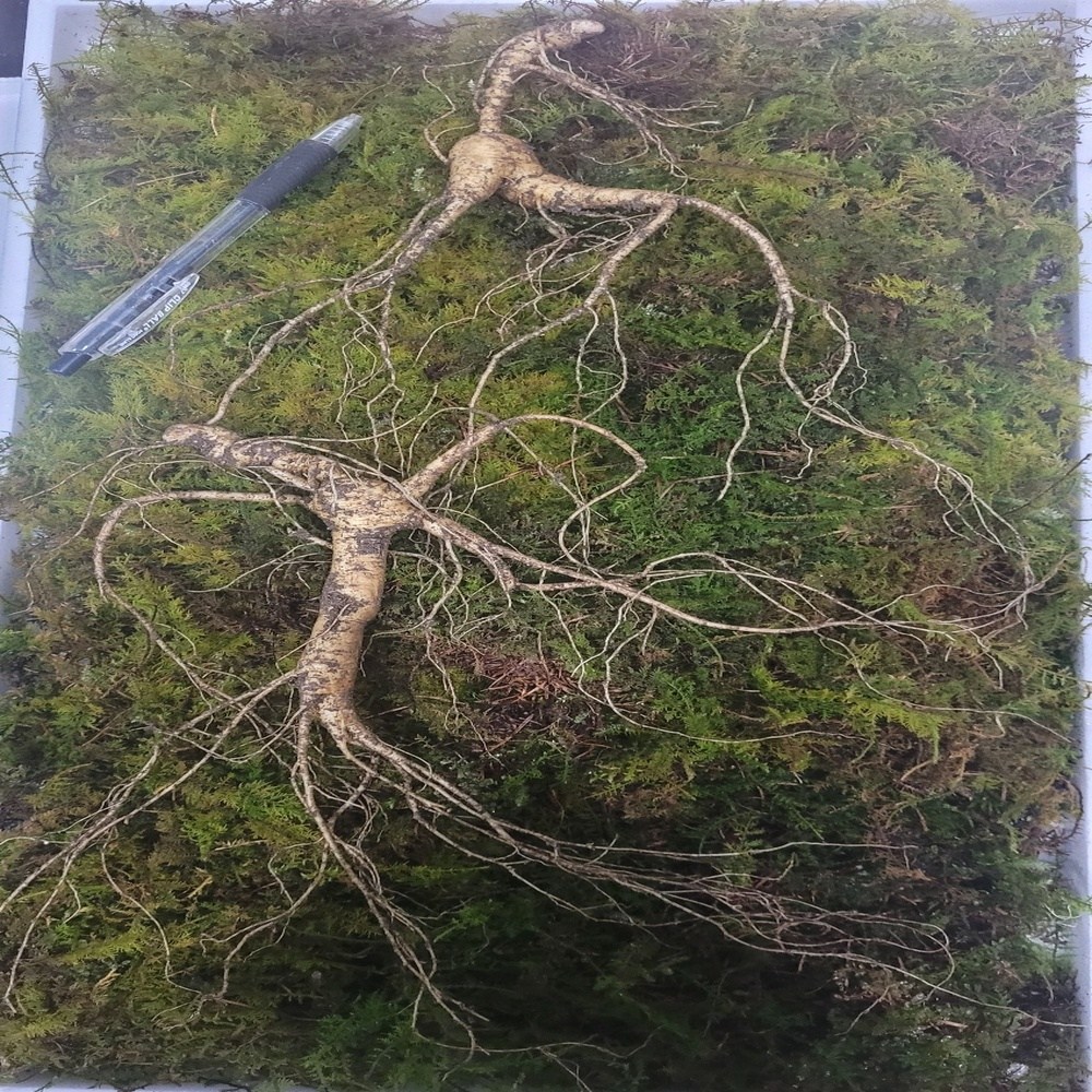 천생삼 청정 강원도 해발 700m 야생방치삼 22년근 산삼 장뇌삼 230,000원