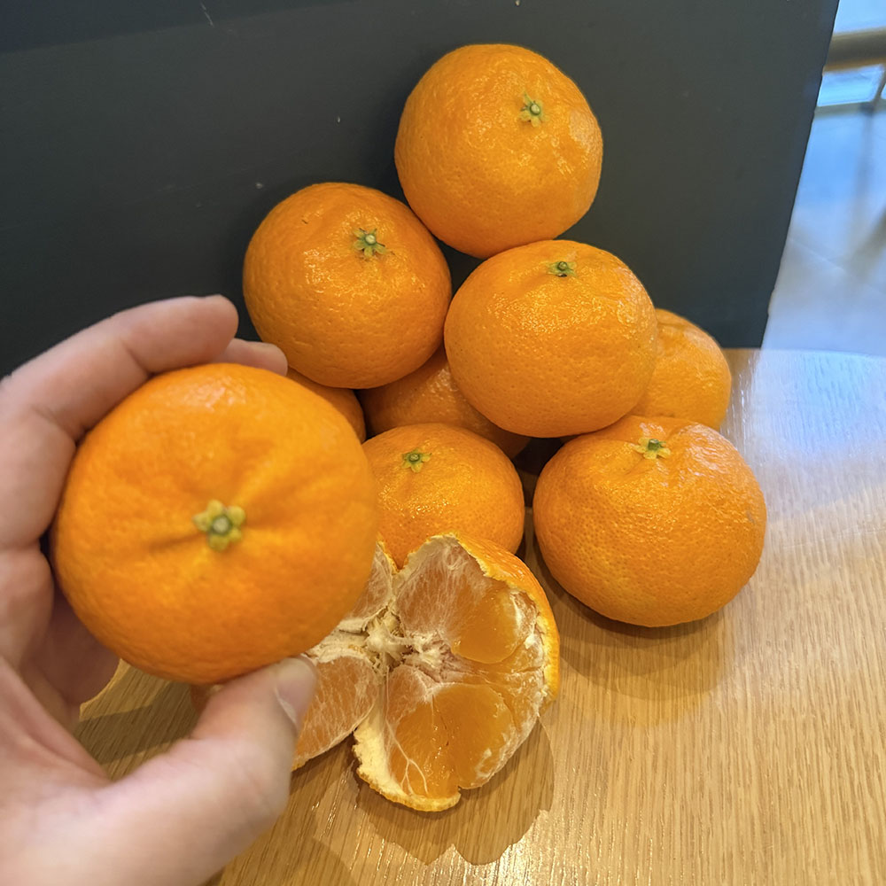 제주 고당도 신품종 달코미 귤 가정용 산지직송 선물세트 55,000원