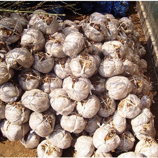 [우림원예가든센터] 작약 [ 3~5분얼 / 분 ] , 3개, 10개, 작약 40,000원