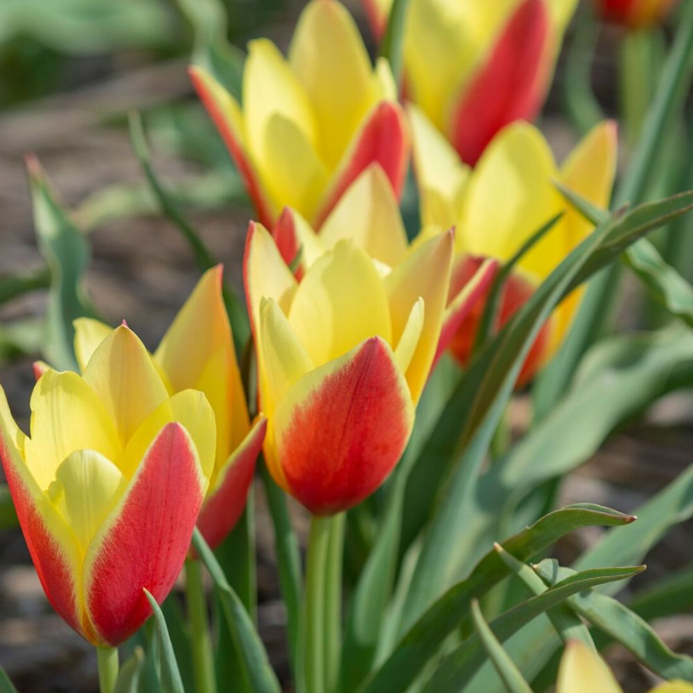 [가든조아] 네덜란드 오리지널 원종 튤립 타코 구근 38,220원