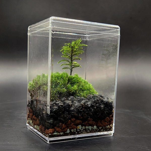 미니 테라리움키트 나무이끼 더숲 BOM 이끼 테라리움세트 만들기 8,000원