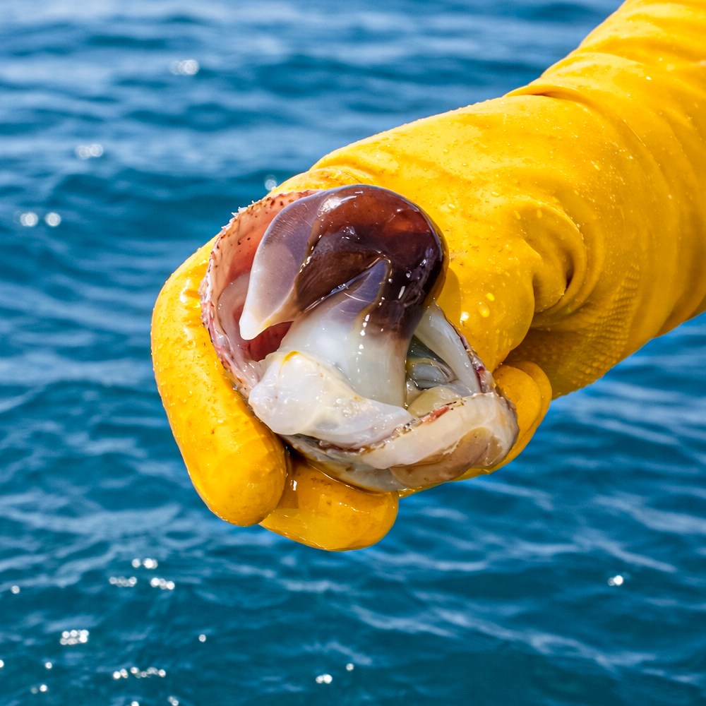 [모두밥상] 새조개의 왕, 여수 검정 새조개 손질 특대형 당일조업 산지직송, 1개, 200g 31,500원