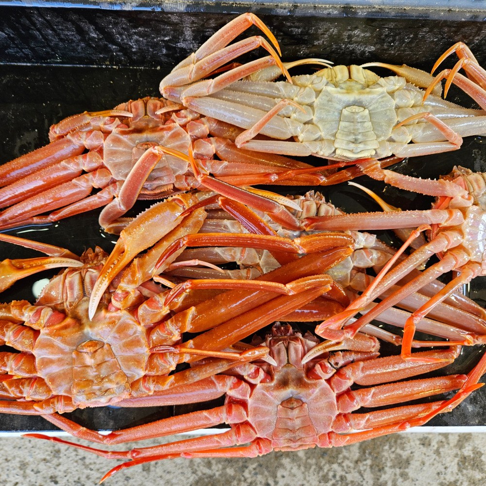 산지직송 국산 영덕 대게 포항 자숙 찜, 1박스, 자숙(찜)영덕대게2kg 98,000원