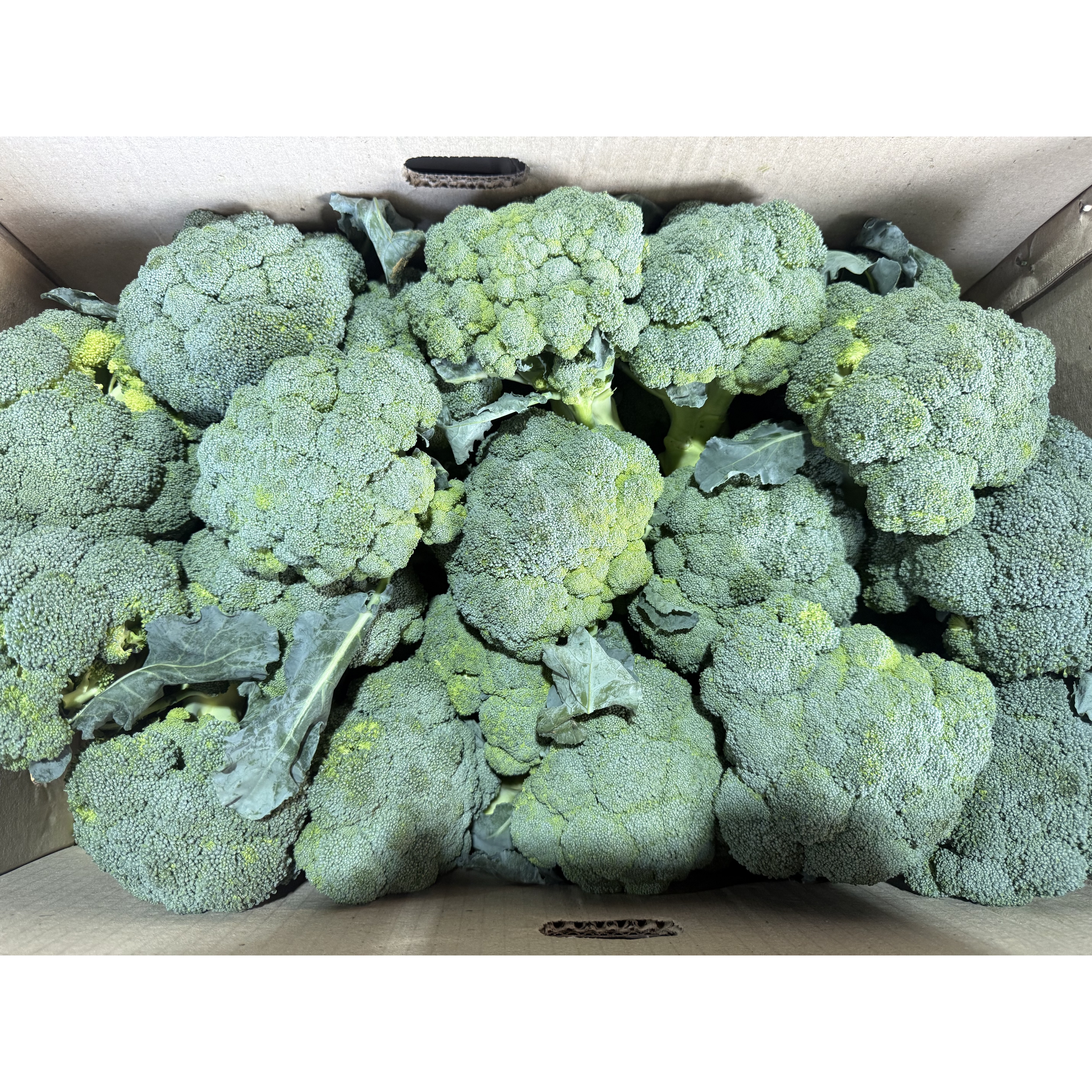 갓 수확한 국내산 햇 브로콜리 49,800원