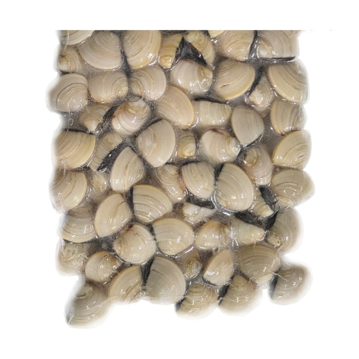 [씨기프트]냉동 백합조개 5kg(1kg x 5팩) 탕 구이 파스타 대용량 업소용 29,400원