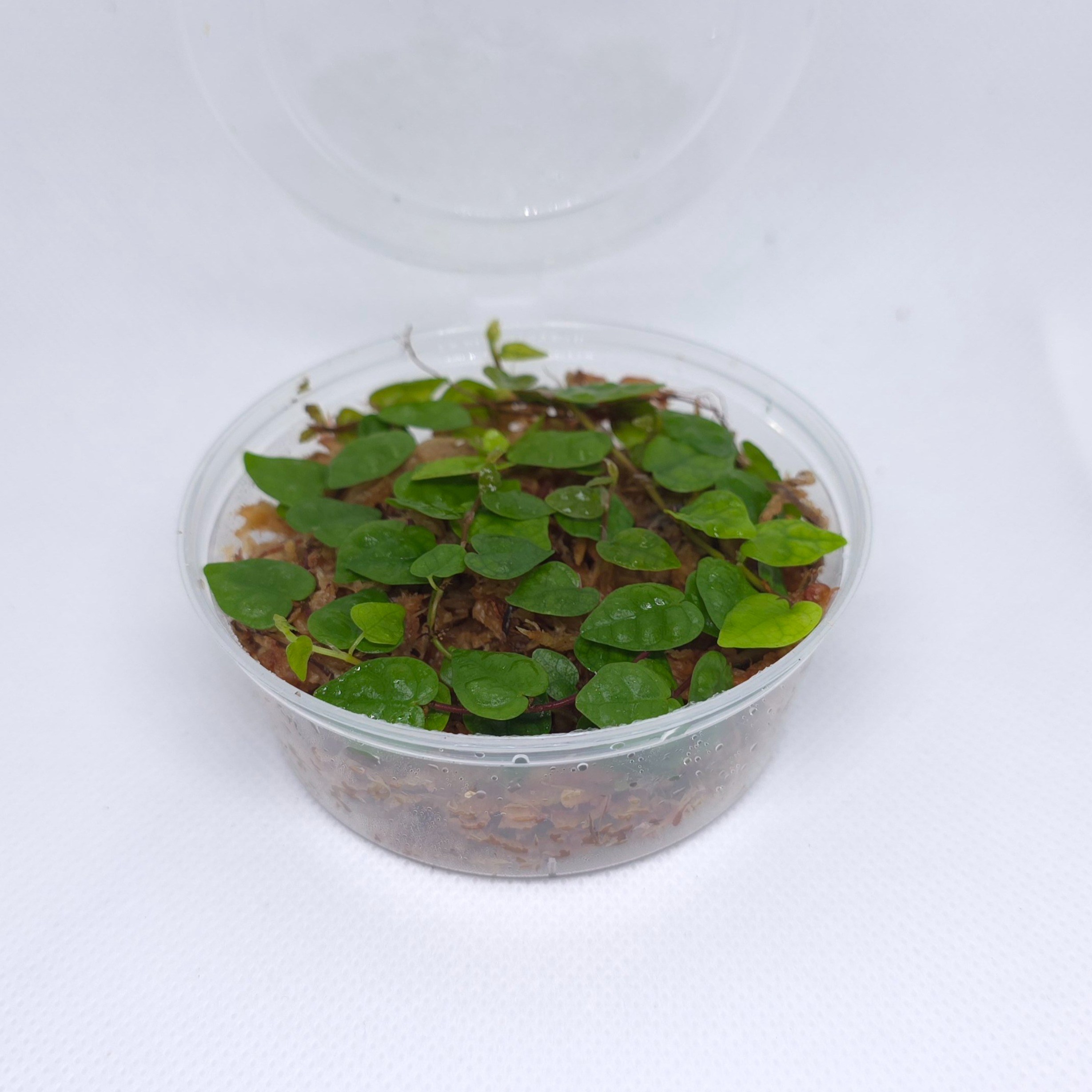 피커스 미니마 1컵 8x8 테라리움 비바리움 식물 키우기, 1개 7,000원