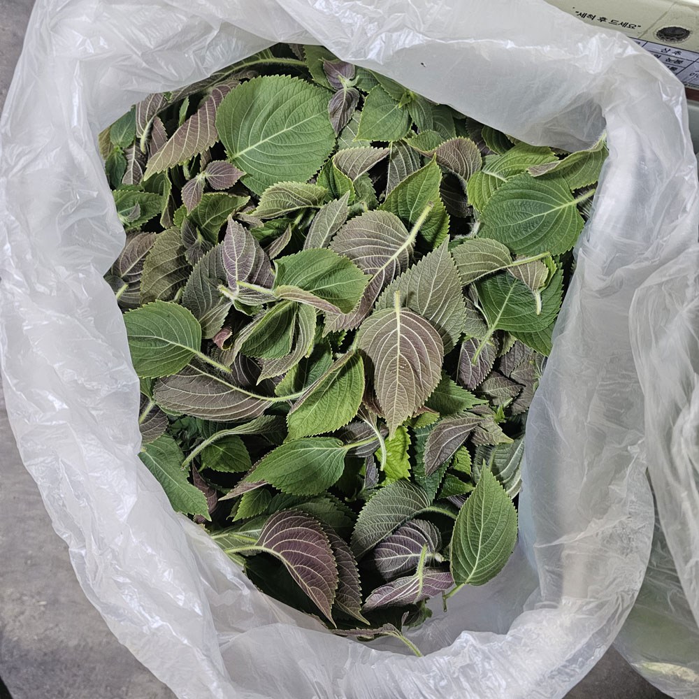 클릭마켓 국내산 깨순 깻잎순 깨순나물 깻순 나물 어린깻잎 13,320원