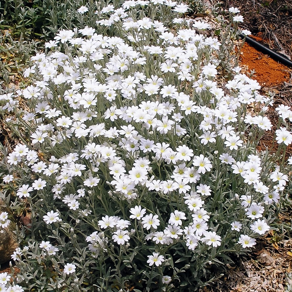 하설초 Snow-in-Summer 씨앗 지피식물 2,970원