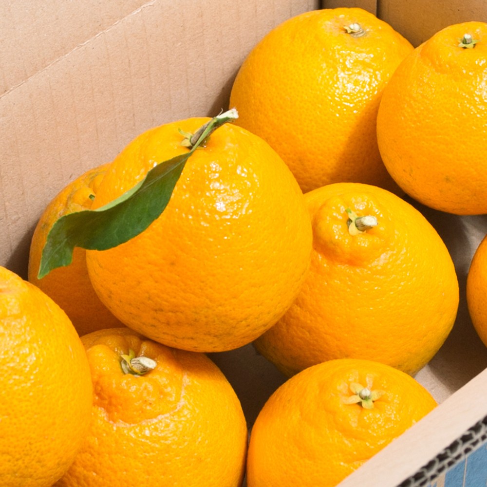 [싱싱냠냠] 고당도 제주 노지 한라봉 못난이 랜덤과 13,900원