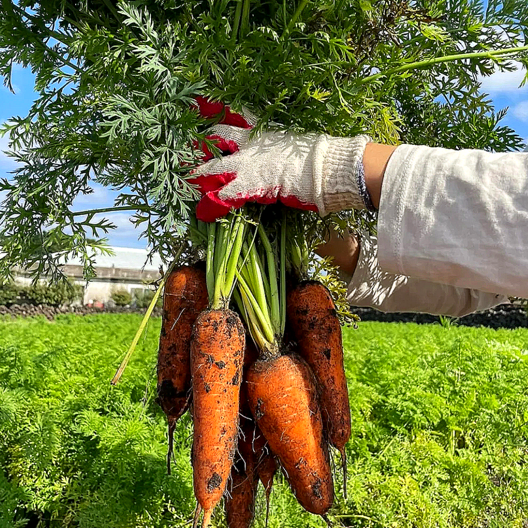 [초초특가] 아삭달콤 제주 구좌 당일재배 햇 흙당근 9,900원