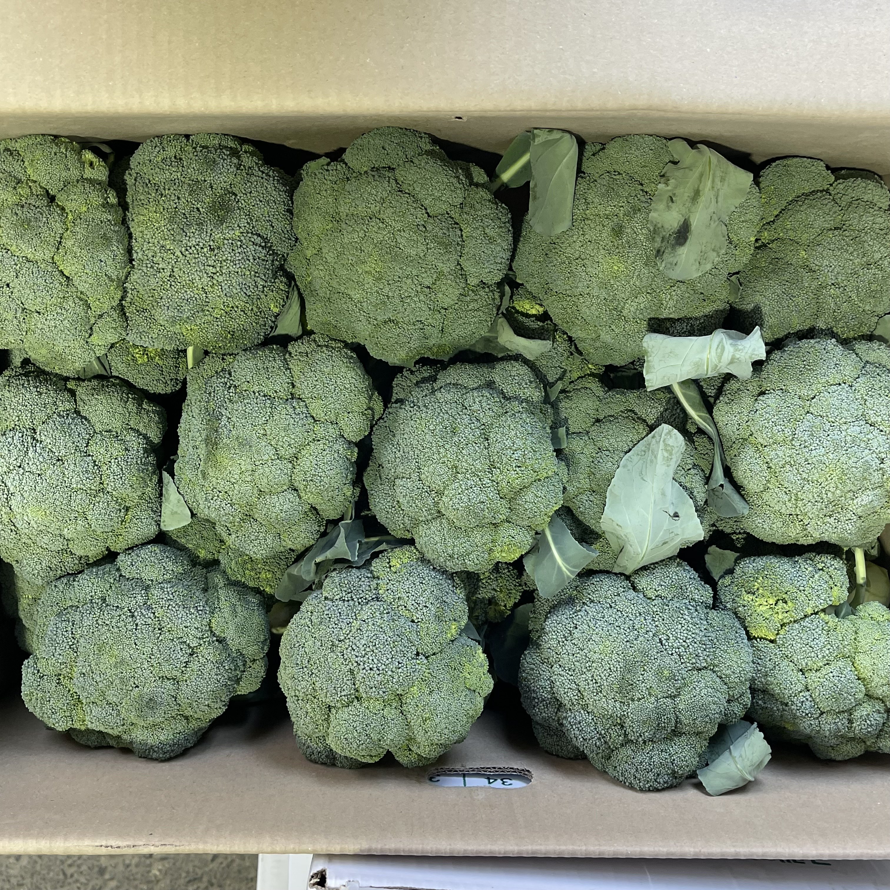 아삭아삭 미소진 제주 브로콜리 9,300원