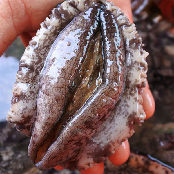 싱싱해 완도활전복 구이용 12-14미 생산자직송 42,900원