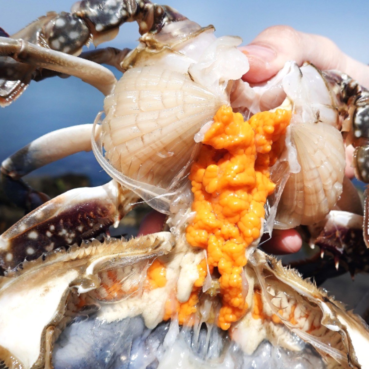 [빅피쉬마켓] 국내산 급냉 연평도 알배기 암꽃게 알가득 19,900원