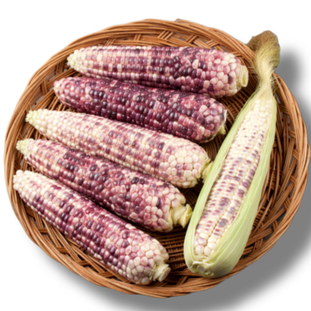 참새마켓 쪄서 보내드리는 급냉 홍찰옥수수, 10개, 쪄서 가는 급냉 홍찰옥수수 특대 17cm 24,500원