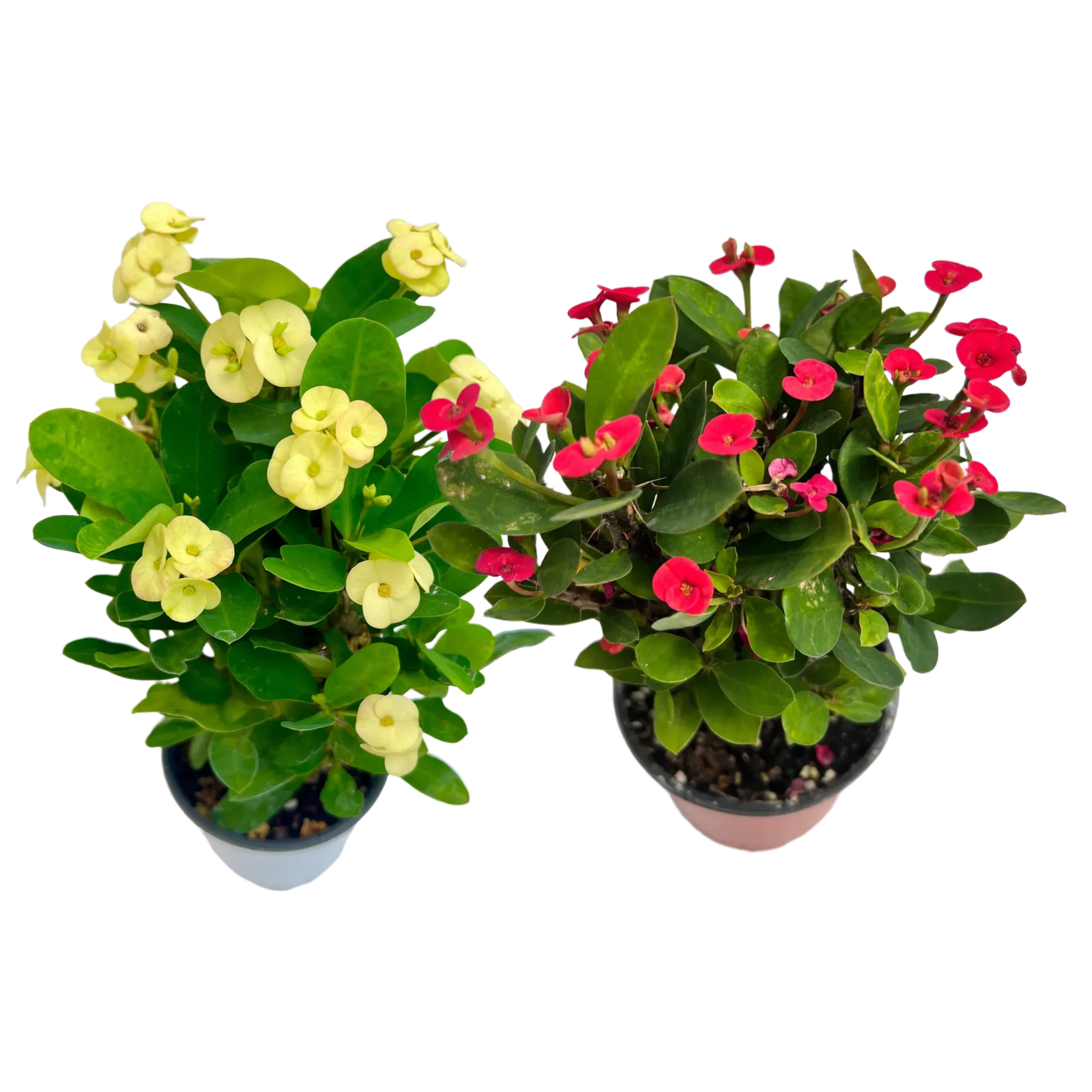 꽃기린 1+1 특가 지금만 할인 !, 노랑+다홍, 1개 11,800원