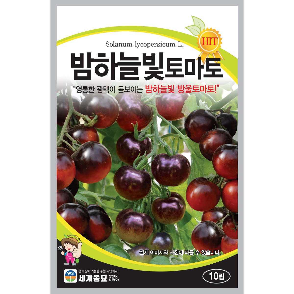 세계종묘 밤하늘빛 토마토 씨앗 10립, 1개 5,470원