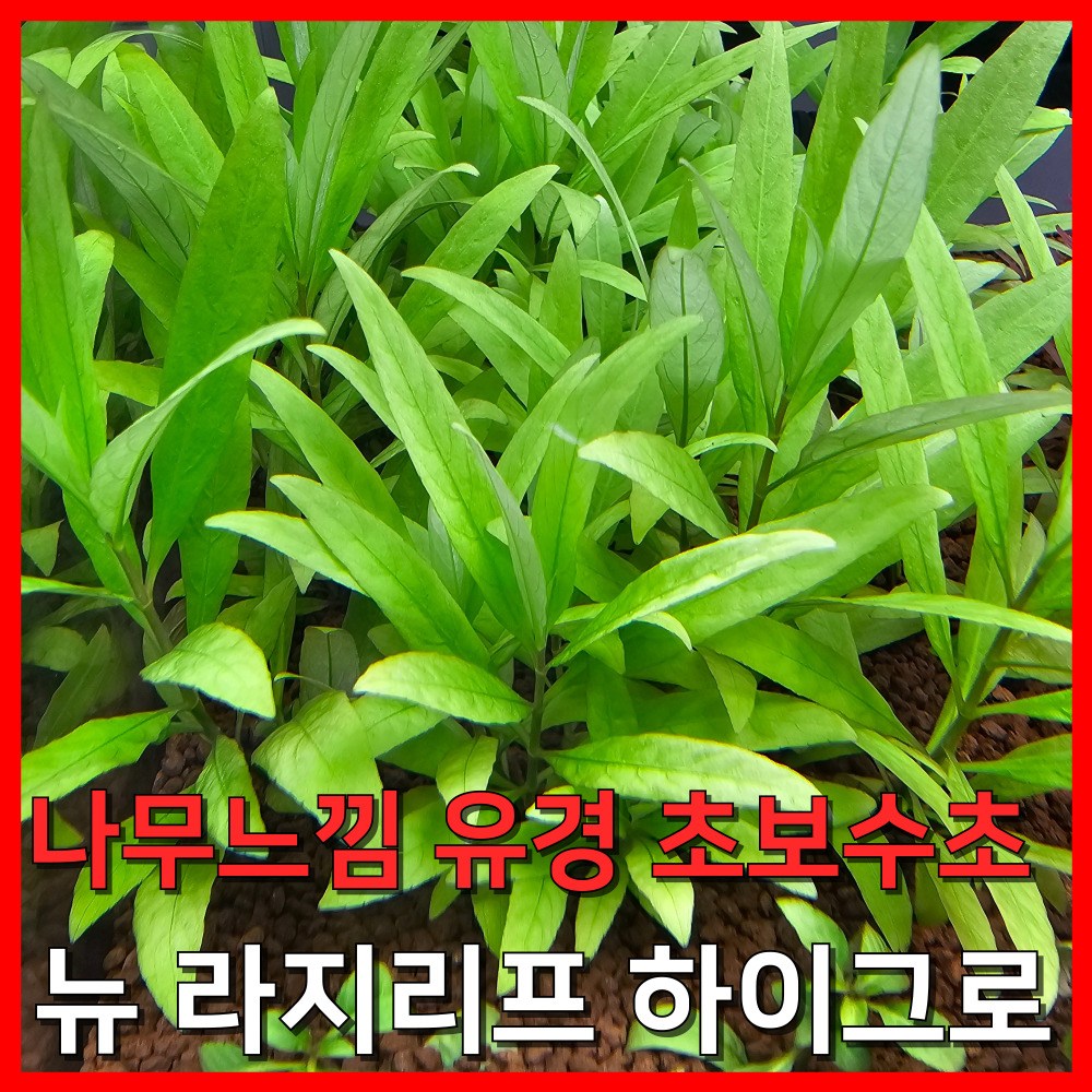 [수초농부] 뉴 라지리프 하이그로 나무느낌 유경 초보수초 6,750원