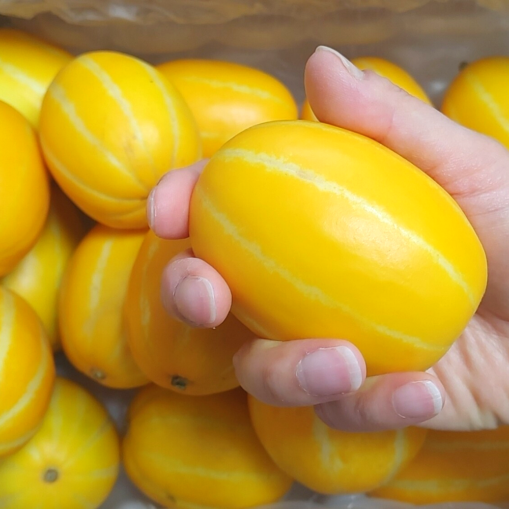 [ 50박스 한정판매! ] 산지직송 당도선별 성주꿀참외, 1박스, 꼬마소과 3KG 39,900원