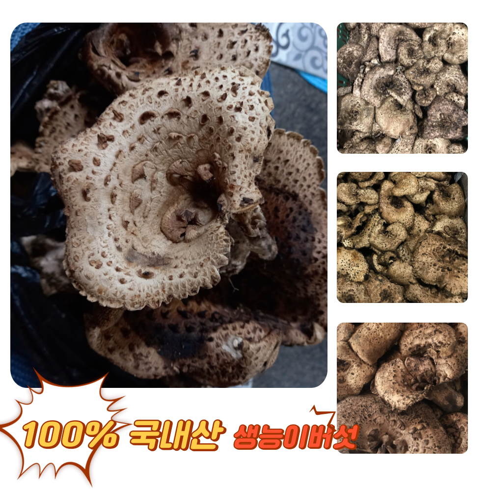 [굿피플] 25년채취 자연산 생능이버섯 국산능이버섯, 1개, 냉동 능이버섯 300g 114,510원