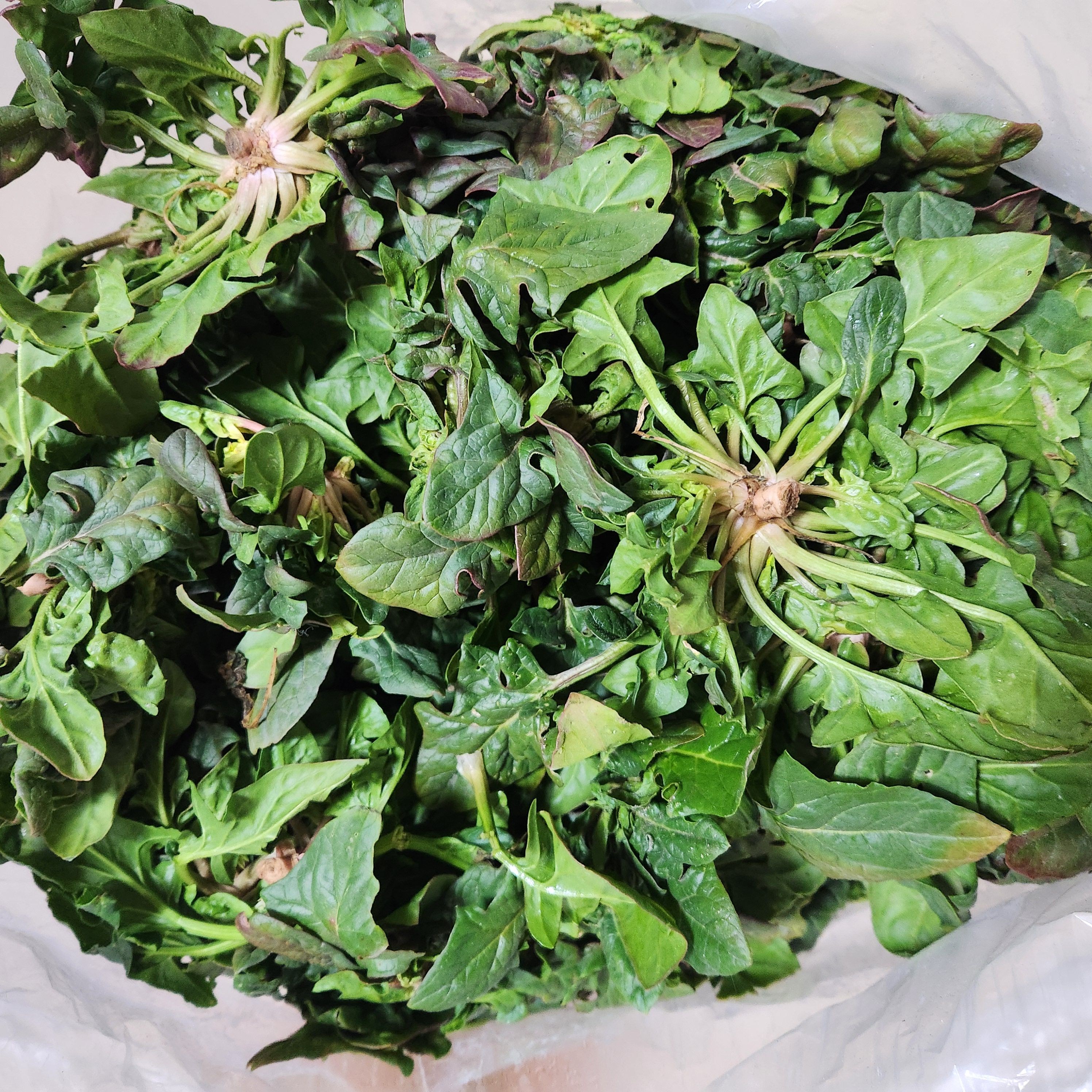 해풍 맞은 남해 시금치 털이 해남 시금치 제철 나물, 1개, 1kg 11,900원