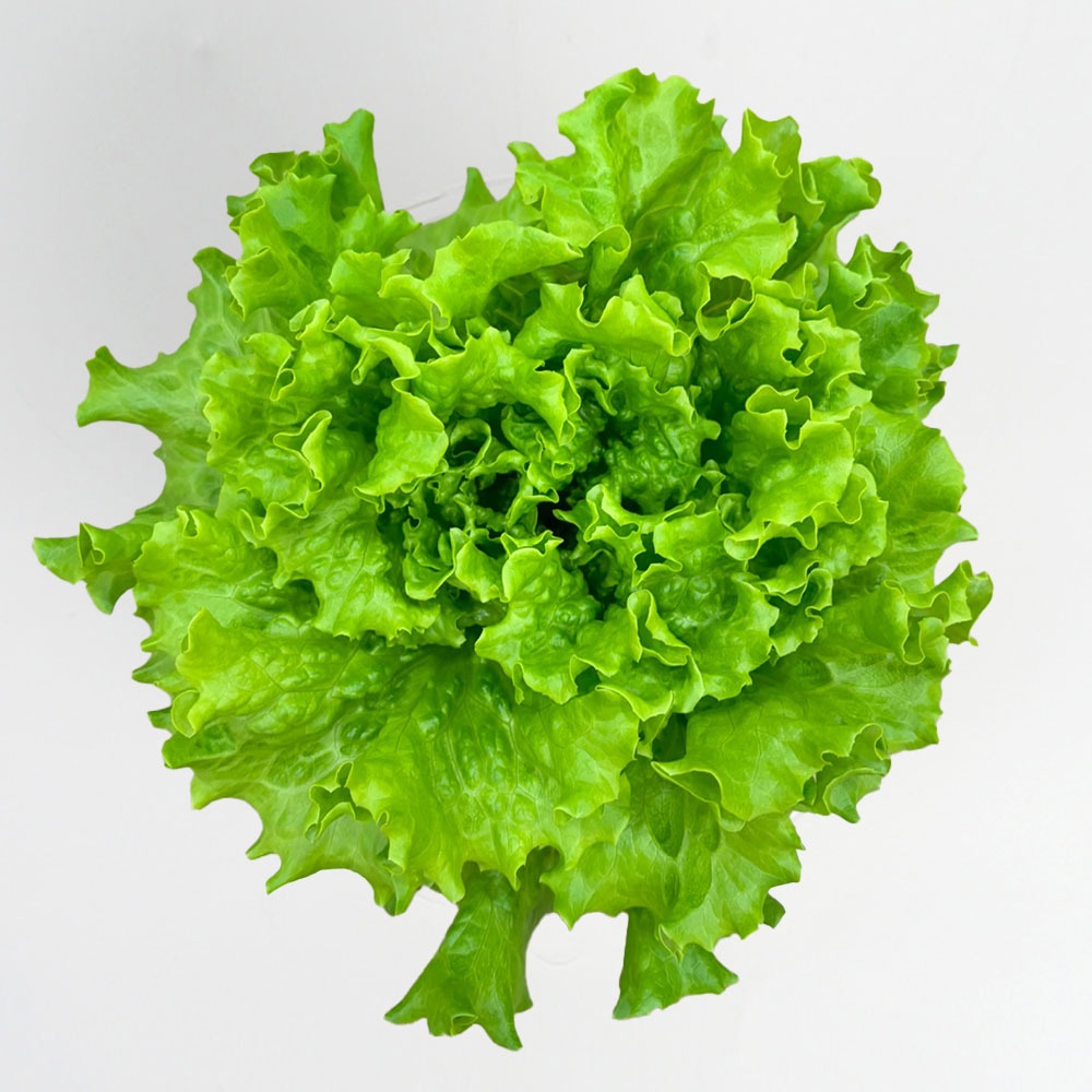 당일수확 유러피안 카이피라 상추 산지직송 무농약 샐러드 채소 / 리피 7,120원