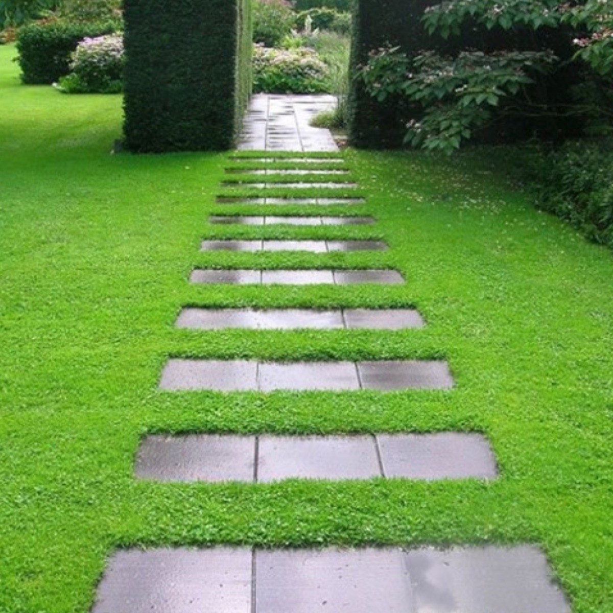 그린카펫 (Green Carpet) 씨앗 소포장 대포장 선택, 잔디대체 지피식물 33,000원