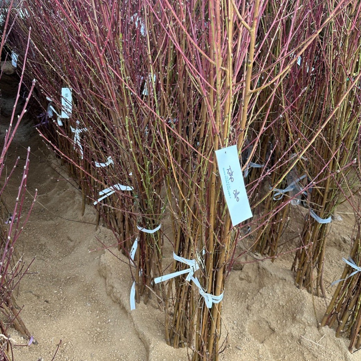 복숭아나무묘목 황방복숭아 유실수묘목 25,000원