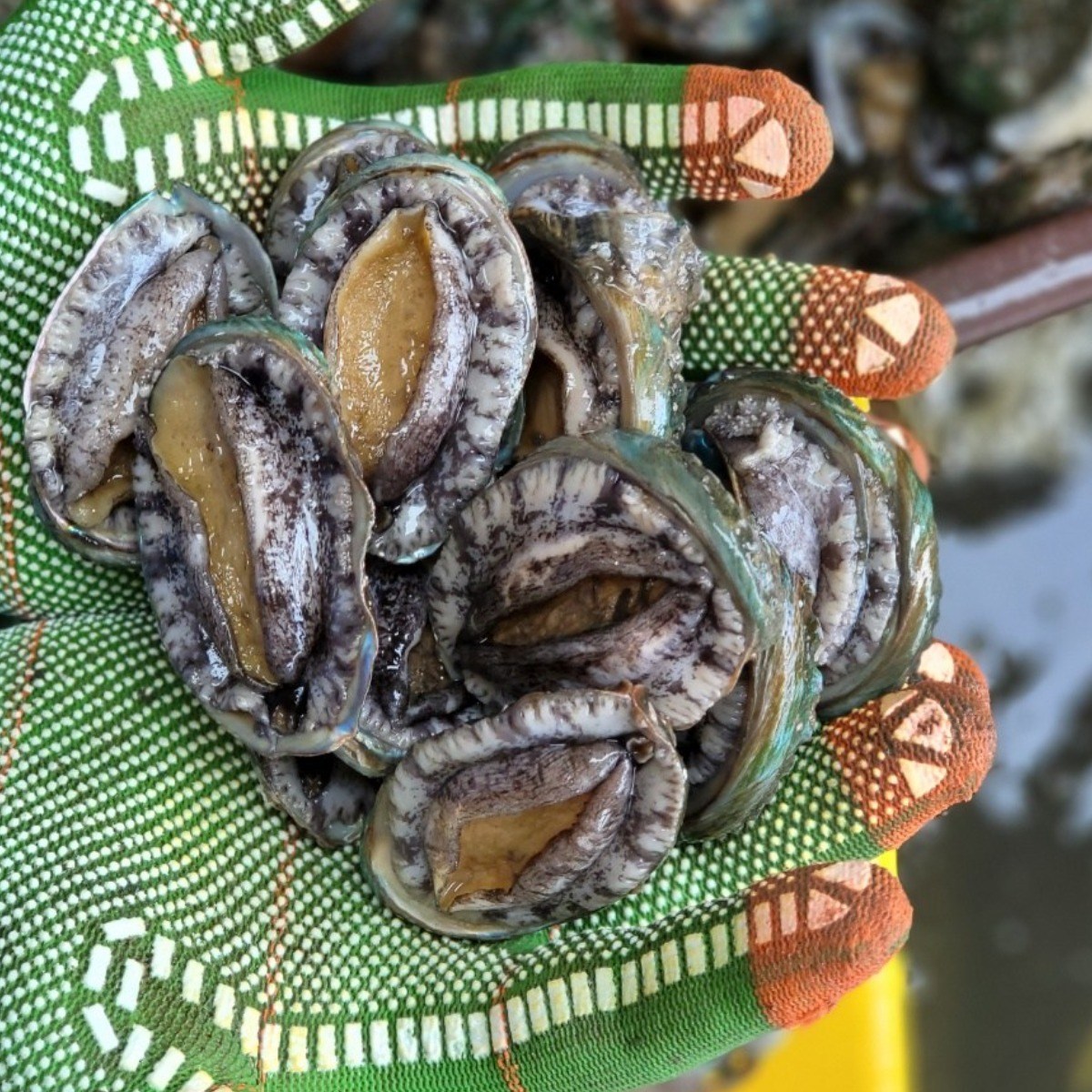 [항아리속바다] 완도 참전복 직접키운 직거래 완도 활전복 22,100원