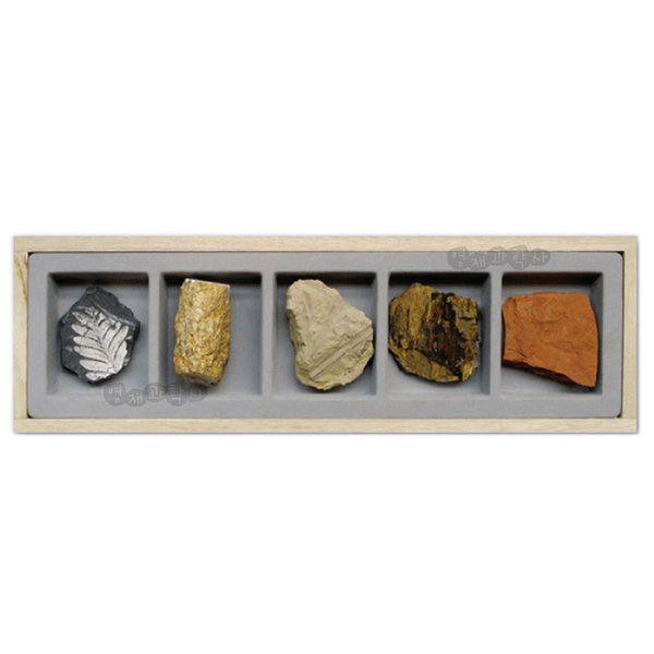한솔 화석-식물화석표본 5종 암석 표본 과학실험 재료 55,000원