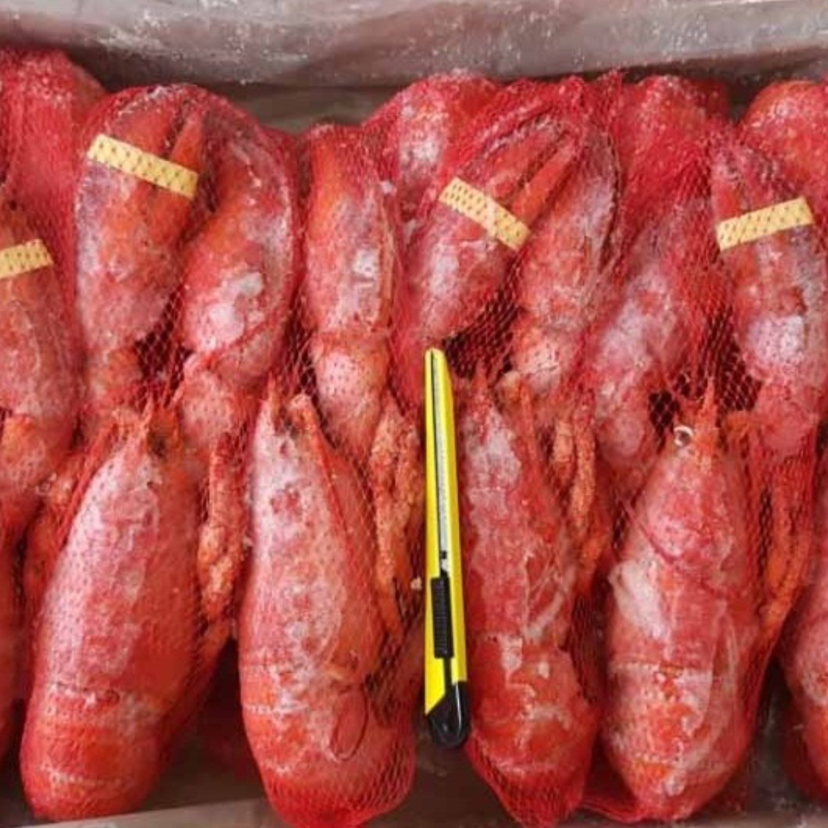 동아씨푸드 캐나다 자숙 랍스터 400-450g 10미 150,000원