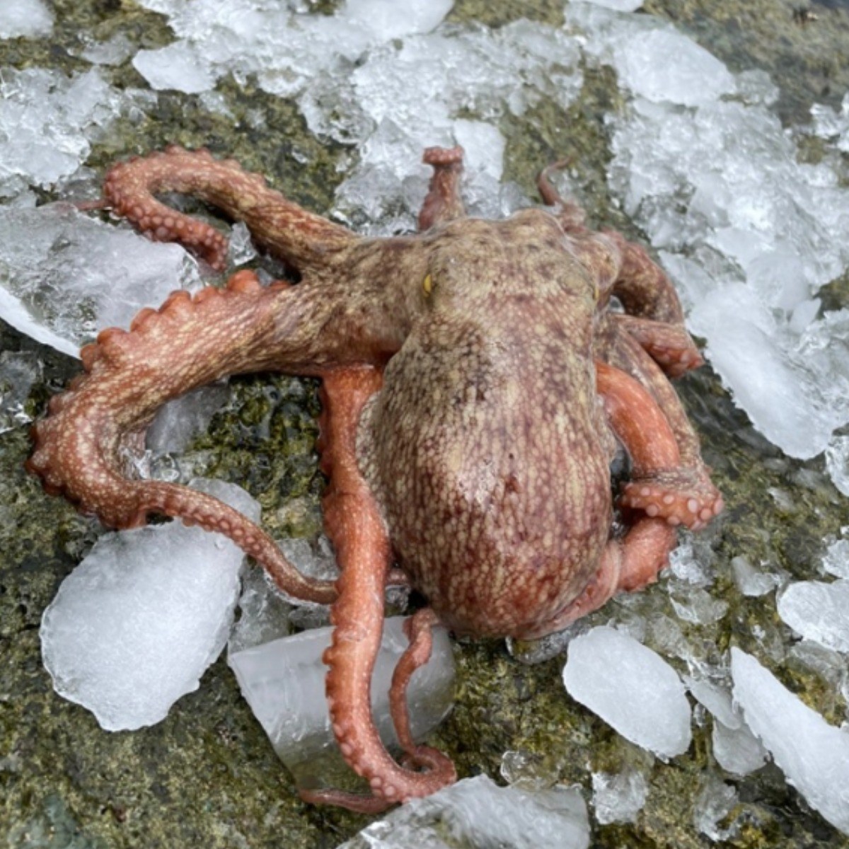 정만농수산 완벽손질 세척문어 참문어 피문어 1마리 800g 25,690원