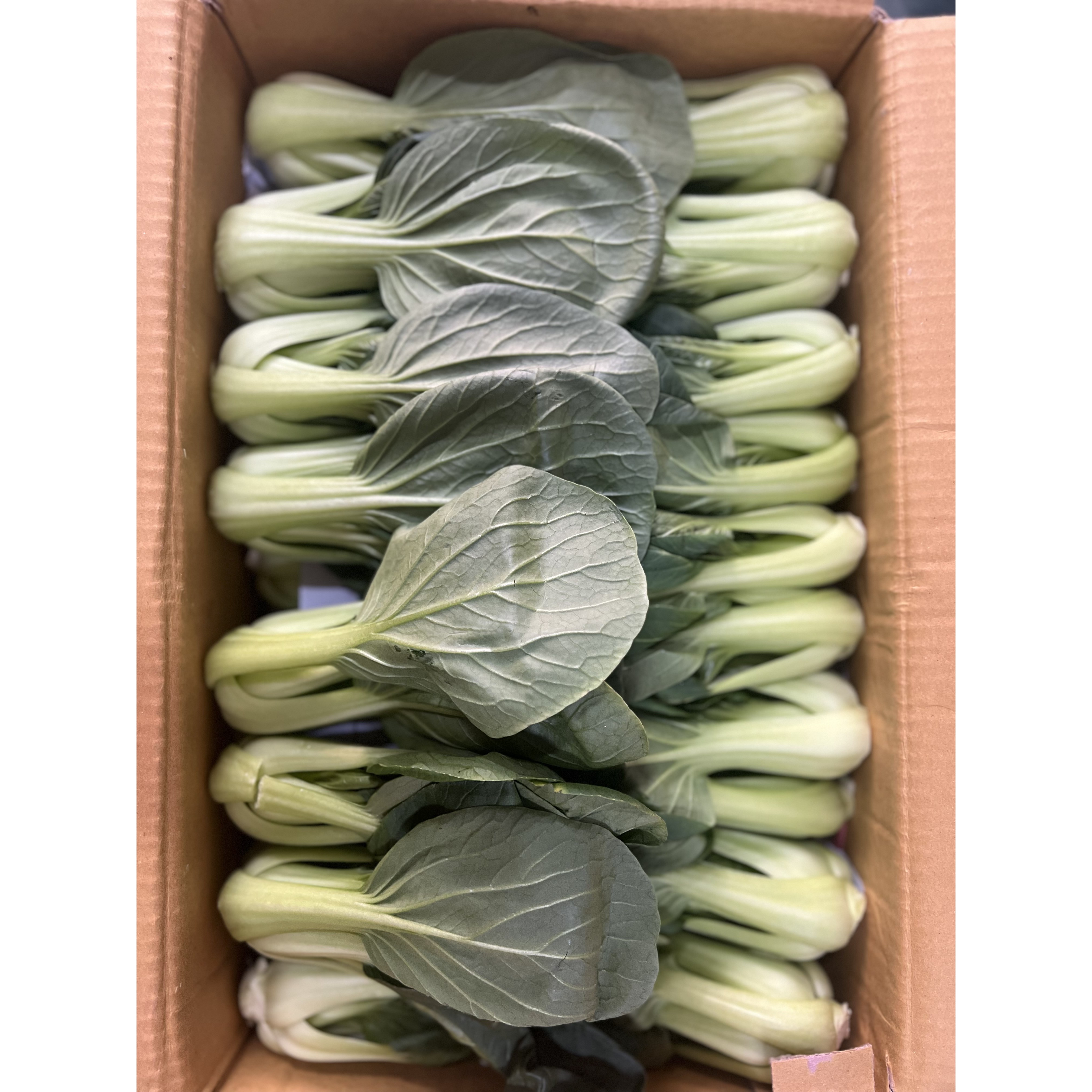 한정수량 국내산 싱싱한 청경채 11,600원