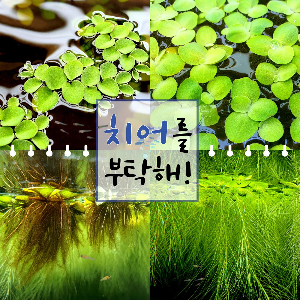 [미초특가]14개 20개 달팽이 없는 키우기 쉬운 치어 보호 부상 수초 2종  / 부모님선물/ 인테리어 / 부상 수초 / 구피 수초 / 치어 수초 / 새우 수초 / 초보자 수초 / 17,800원