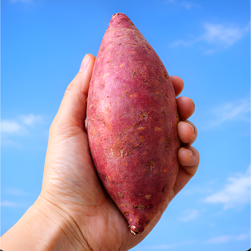 [농가직송] 황토밭 해남 고당도 꿀 고구마 상품(특상), 1개, 2kg 11,800원