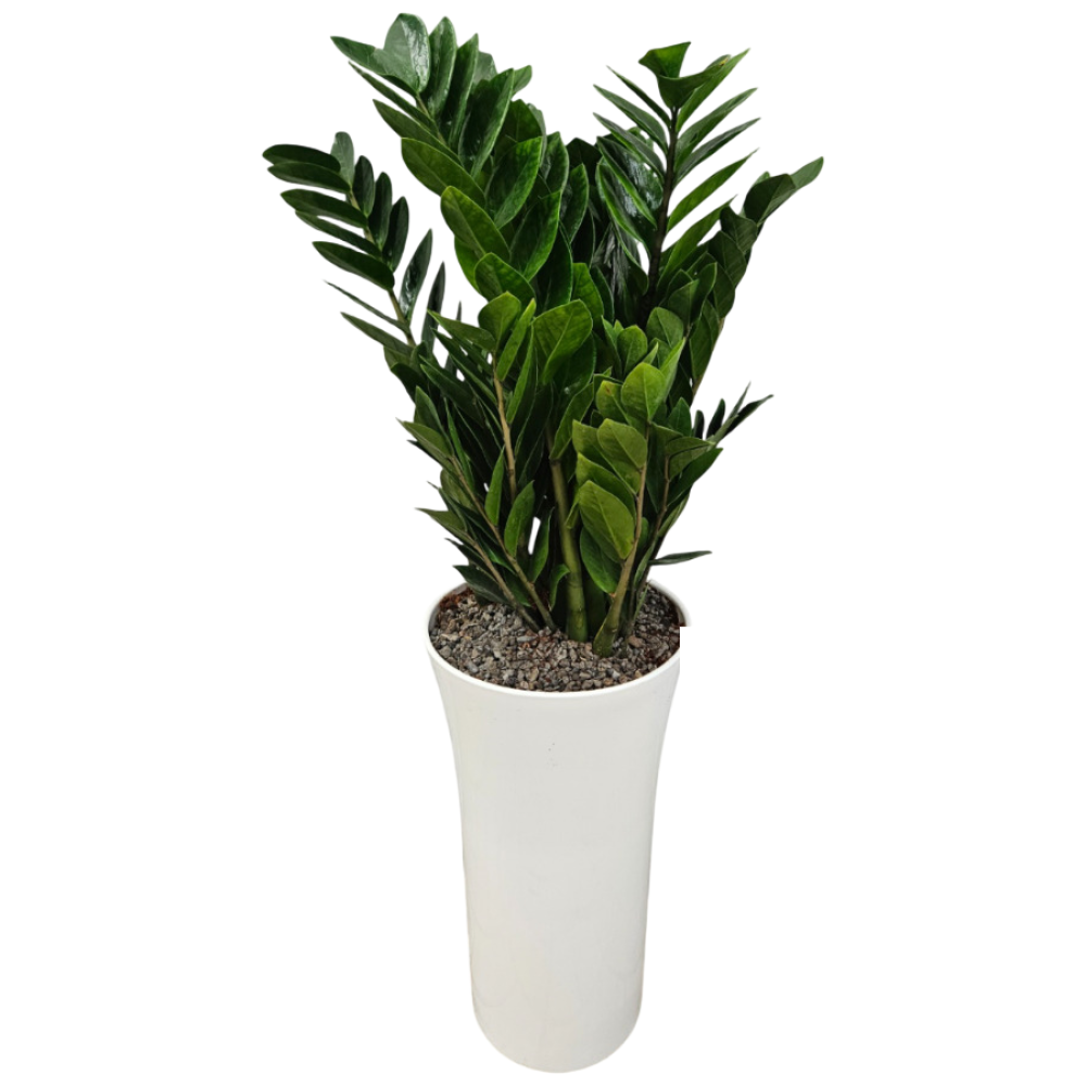 개업화분 금전수 대형 120cm, 1개 89,250원