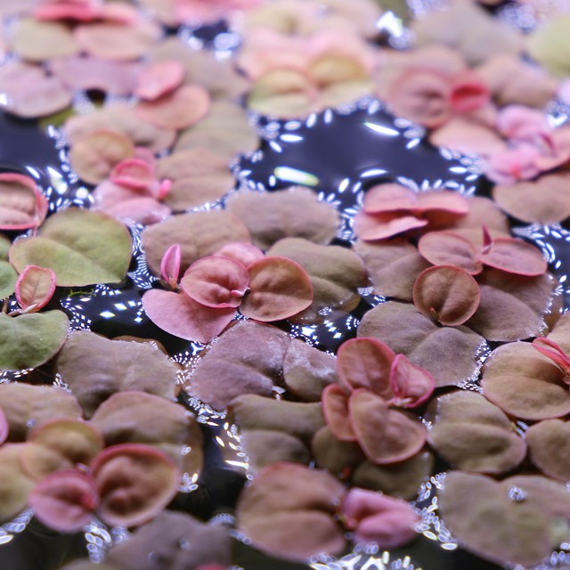 플루이탄스 5촉 (부상수초 수생식물), 단품 3,000원