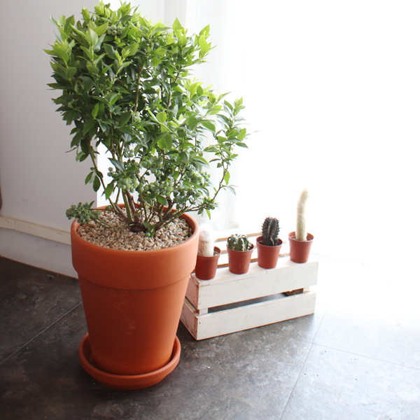 모리앤 독일 플라워 토분 21호 + 받침 세트, 단일 색상, 1개 24,270원