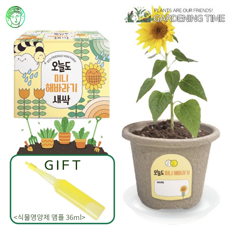 [식물영양제증정] 오늘도 새싹 - 지피포트 미니해바라기 키우기/ 모종키우기 원예체험 재배 식물키우기 2,800원