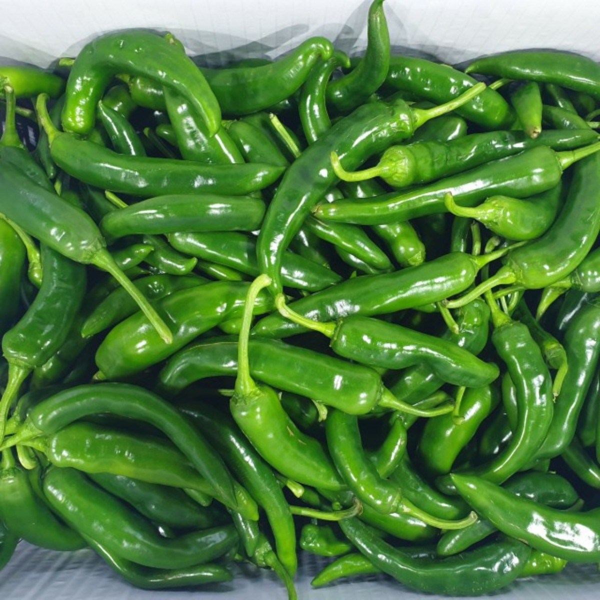 클릭마켓 오이고추 아삭이고추 풋고추 10kg, 10kg, 1개 42,000원