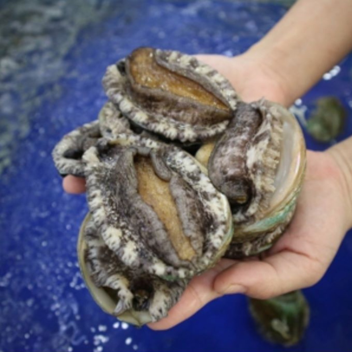 완도 전복 살아있는 활전복 도매 10kg당 50미~500미 오늘발송 내일도착보장 306,000원